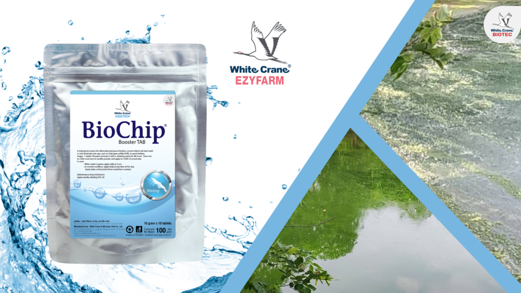 biochip จุลินทรีย์ควบคุมวีบริโอและสีน้ำ